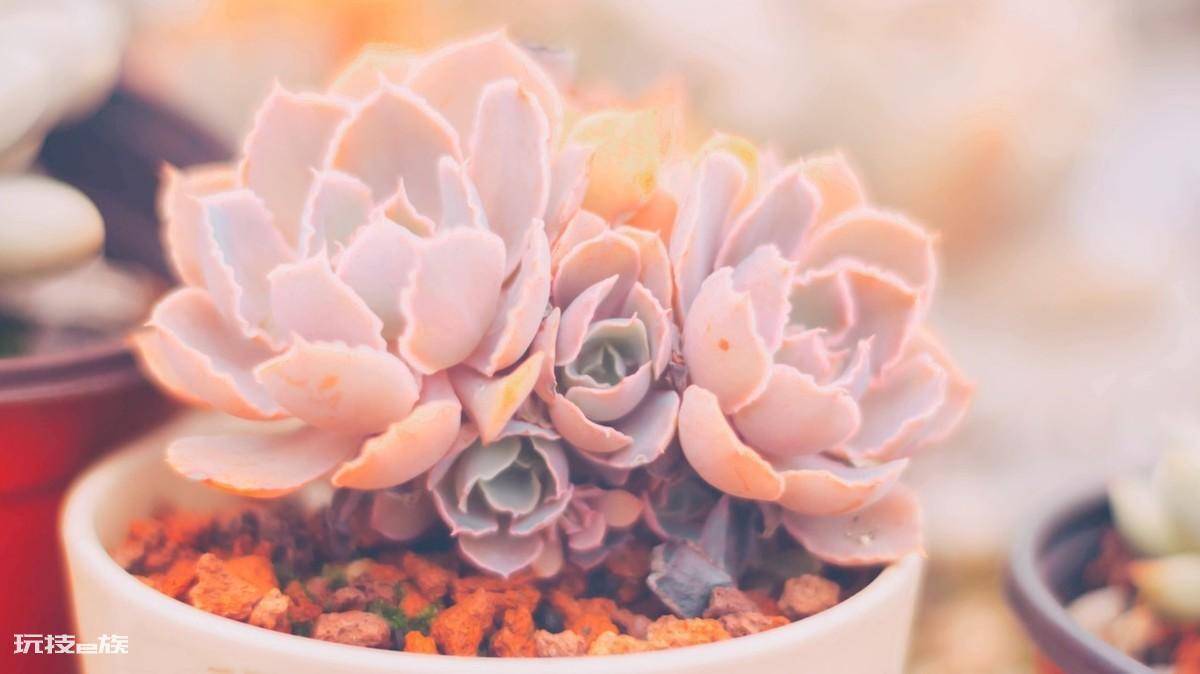 徒长的多肉怎么处理图解(徒长的多肉怎么处理才能养好)-图片8